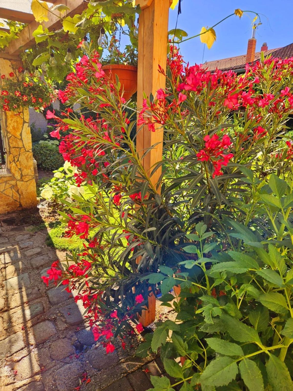 Ferienwohnung Koppi Pamhagen المظهر الخارجي الصورة