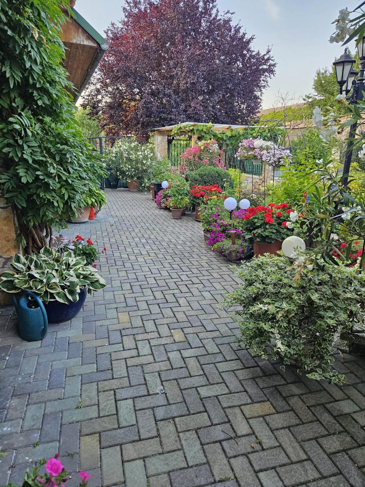 Ferienwohnung Koppi Pamhagen المظهر الخارجي الصورة